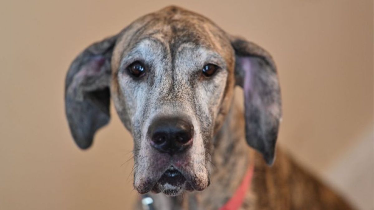 Les 5 races de chiens qui ont l'espérance de vie la plus courte