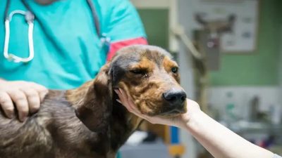 Les 6 races de chiens qui vont le moins souvent chez le vétérinaire