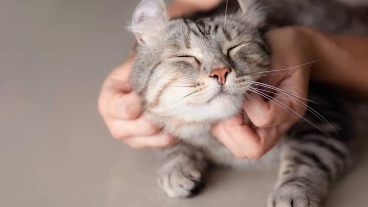 Les chats peuvent savoir quand leur maître leur parle, selon cette nouvelle étude