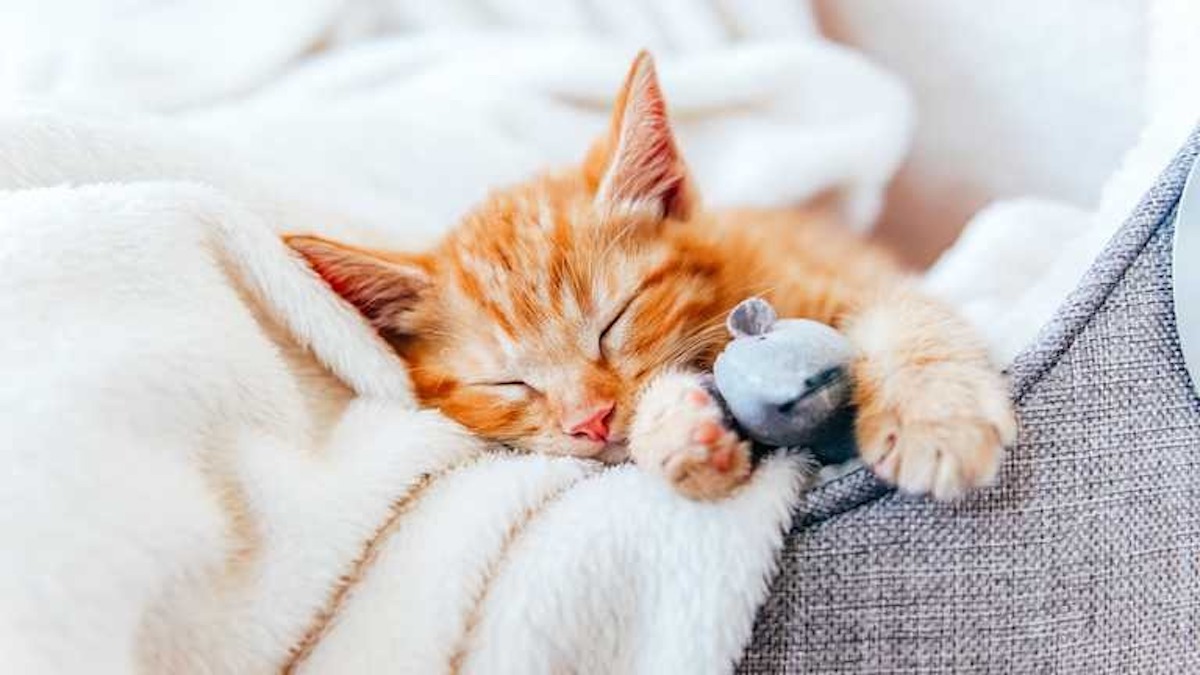 Les chats rêvent-ils pendant leur sommeil ? Une étude révèle la vérité