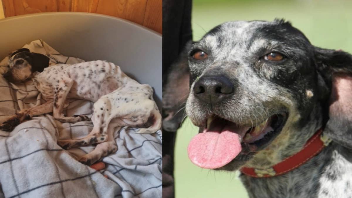 Les incroyables changements avant et après de ces chiens et chats sauvés et adoptés