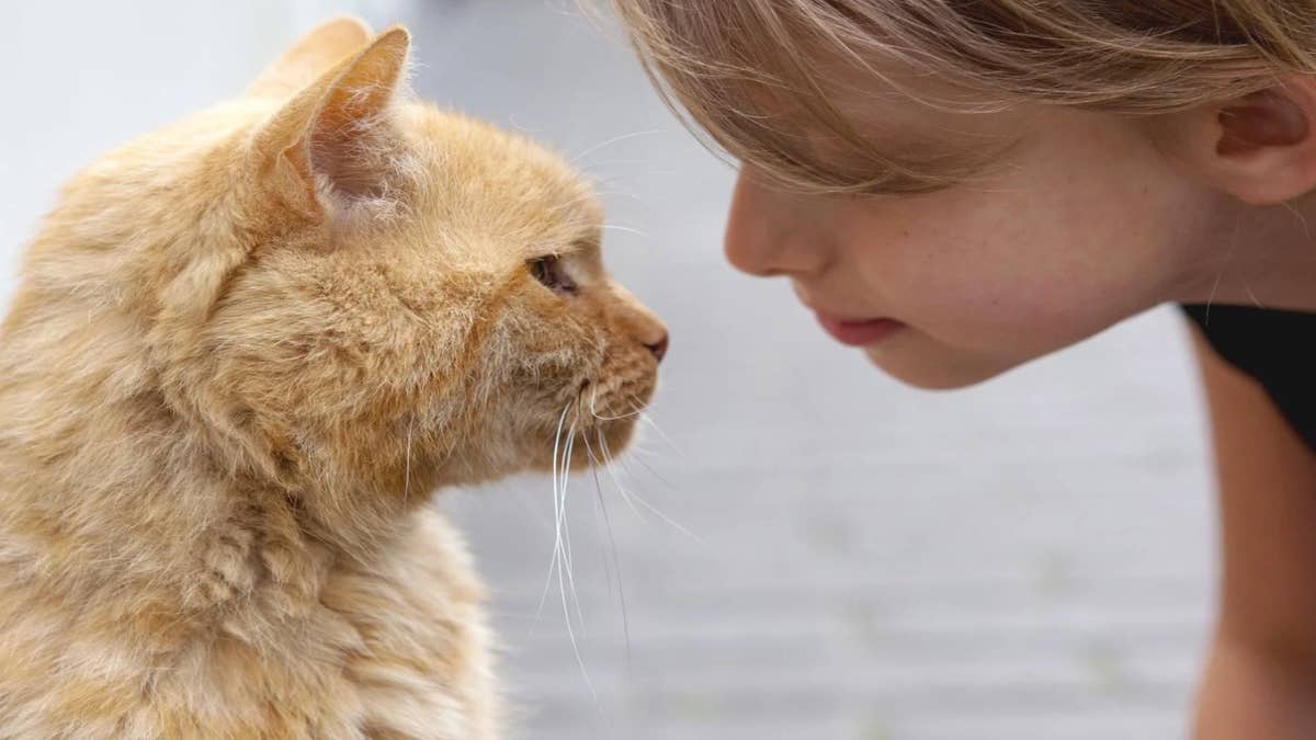 Pourquoi les chats comprennent mieux quand on leur parle sur un ton de bébé