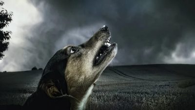 Pourquoi les chiens hurlent-ils à la mort ? Est-ce une bonne ou une mauvaise chose ?
