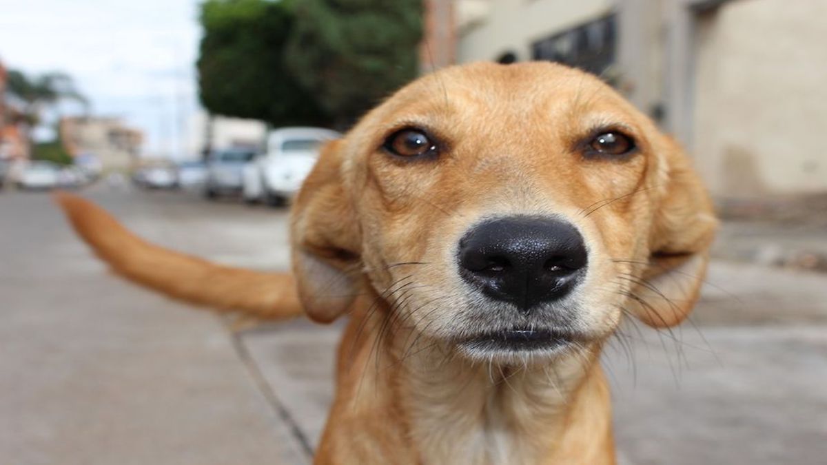 Que signifie rêver de chiens féroces ? Découvrez vite la réponse