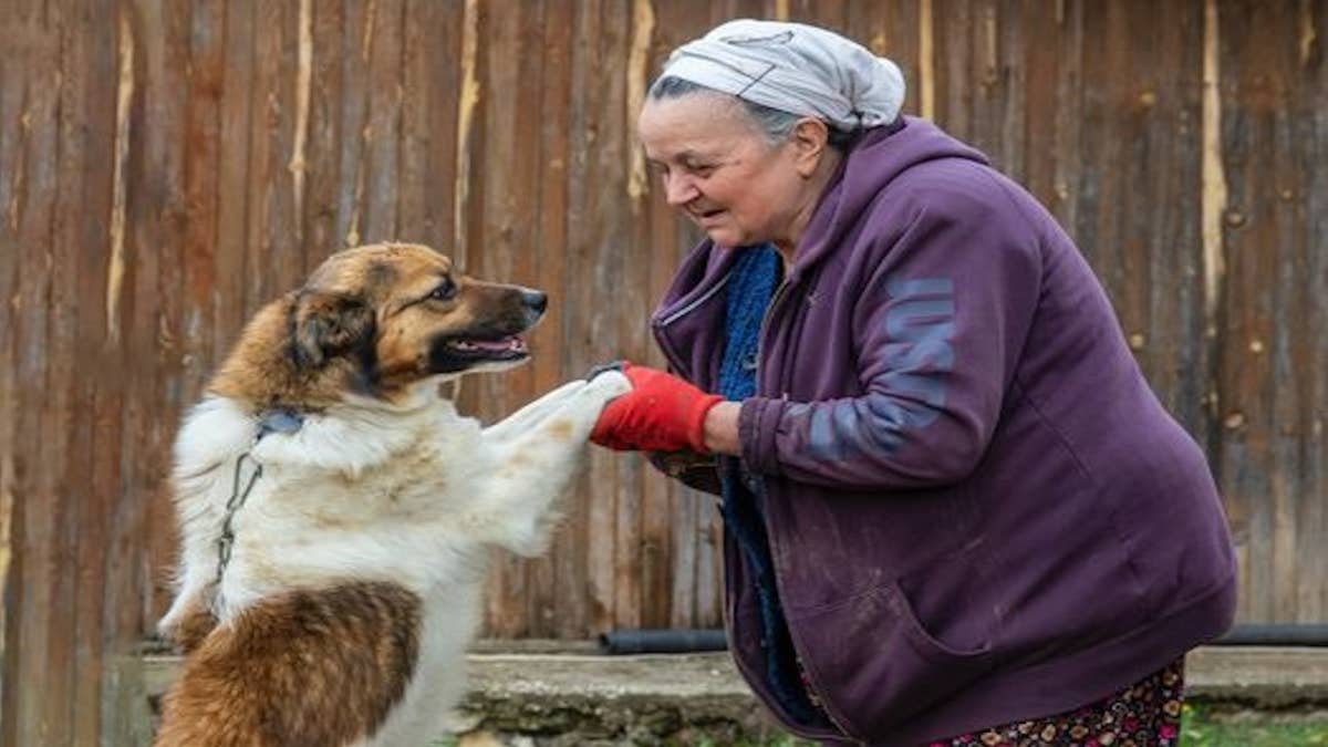 Découvrez les bienfaits des chiens pour les personnes âgées