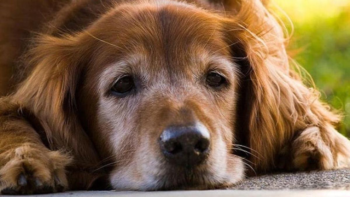 Quelles sont les maladies les plus courantes chez les chiens âgés et comment les prévenir ?