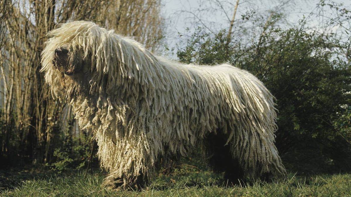 Rencontrez les plus grandes races de chiens, laquelle vous plaît le plus ?