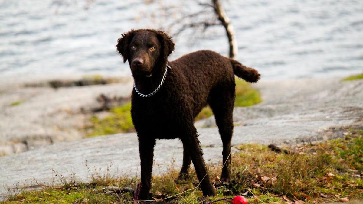 Découvrez ces races de chiens qui sont en danger d'extinction