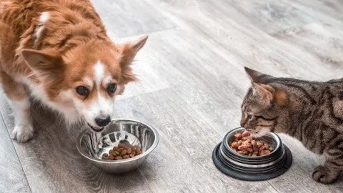 Voici comment bien nourrir vos animaux de compagnie, selon une étude