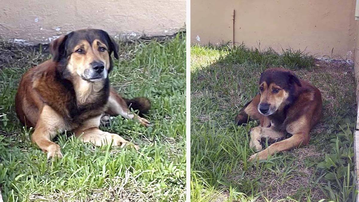 Un chien monte la garde pendant plus d'un mois devant la maison où il a vu sa famille pour la dernière fois