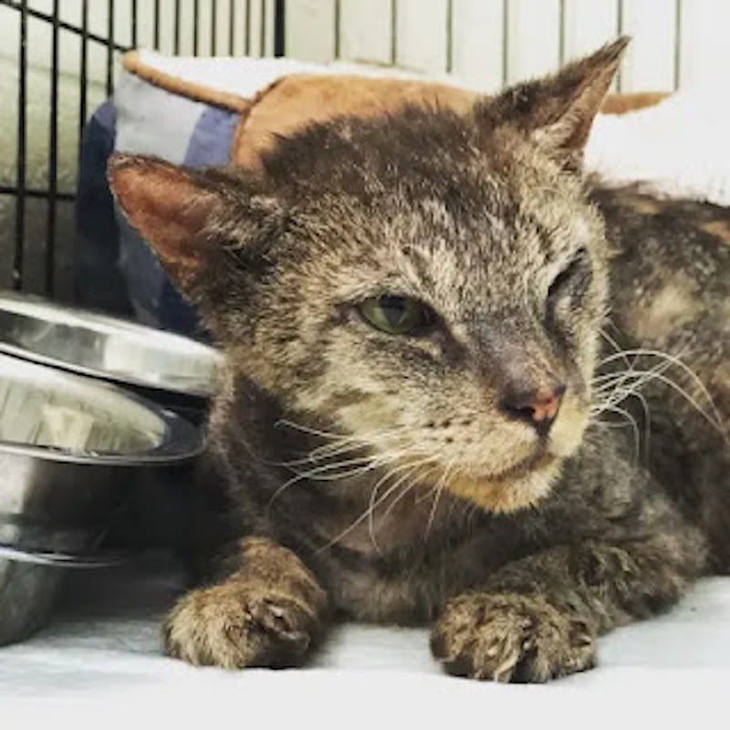 bebe
