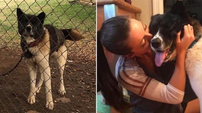 Une femme a rendu visite à une chienne durant un an jusqu'à ce qu'elle puisse la sauver et la ramener chez elle