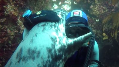 Vidéo adorable: Un phoque nage jusqu'à un plongeur et le "câline", il voulait un peu d'amour