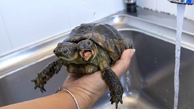 Vidéo: découvrez Janus, la curieuse tortue à deux têtes qui a 25 ans