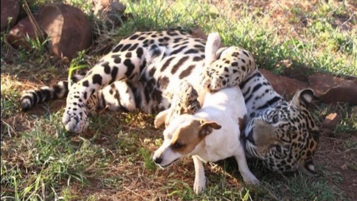 Vidéo : Ils tentent de séparer un jaguar "dangereux" d'un chiot sans défense, mais en vain…