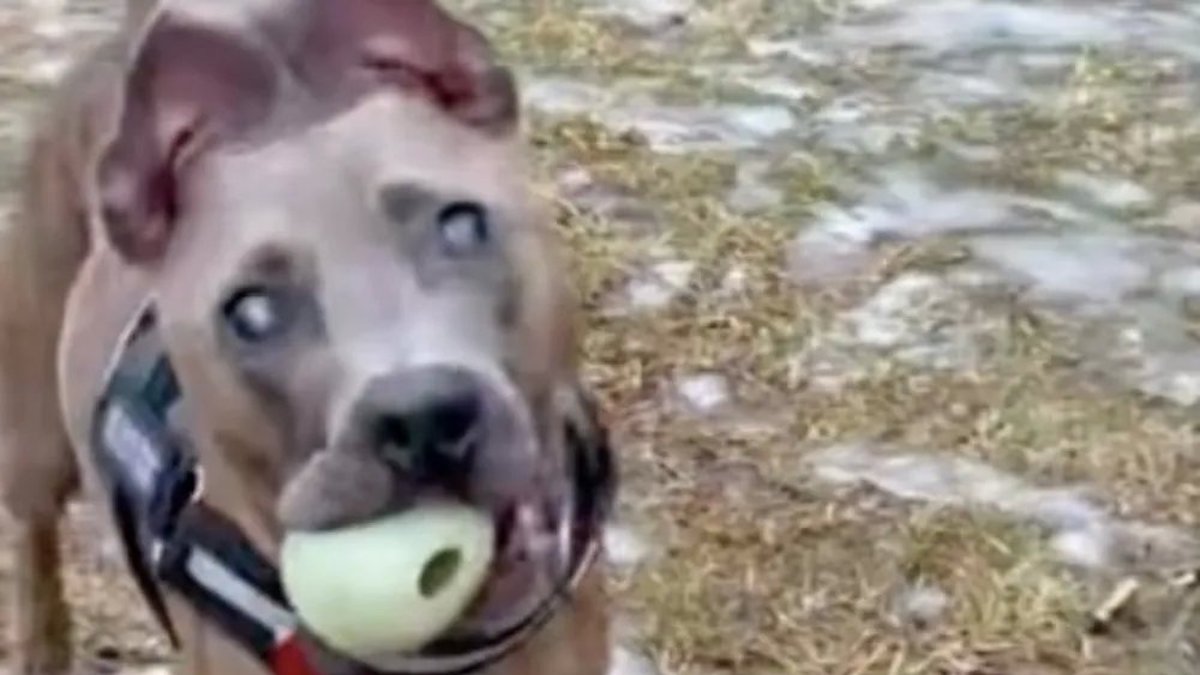 Vidéo : La réaction émouvante d'un chien aveugle après avoir trouvé sa balle devient virale sur la Toile