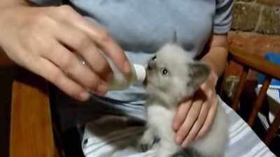 Vidéo : le miaou de ce chaton est inédit, les internautes restent sans voix