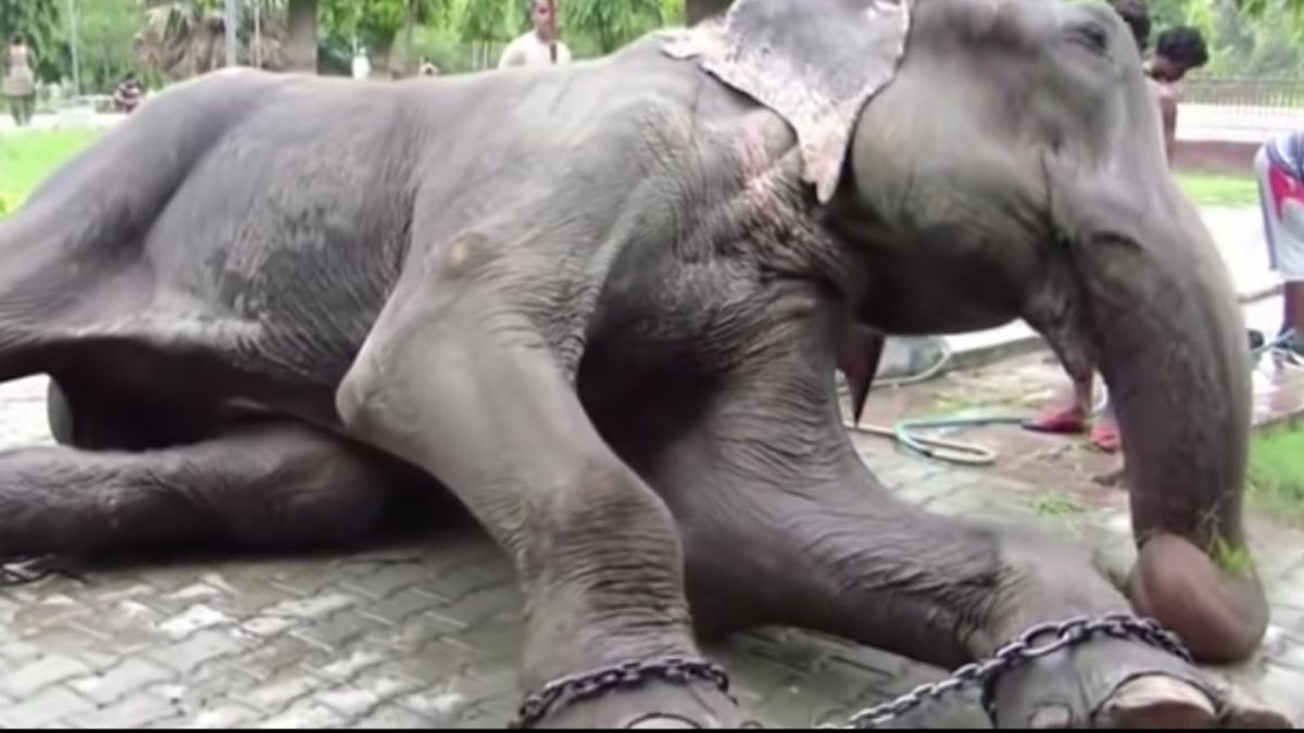 Vidéo poignante du sauvetage de Raju : l'éléphant pleure lors de sa libération après 50 ans de captivité