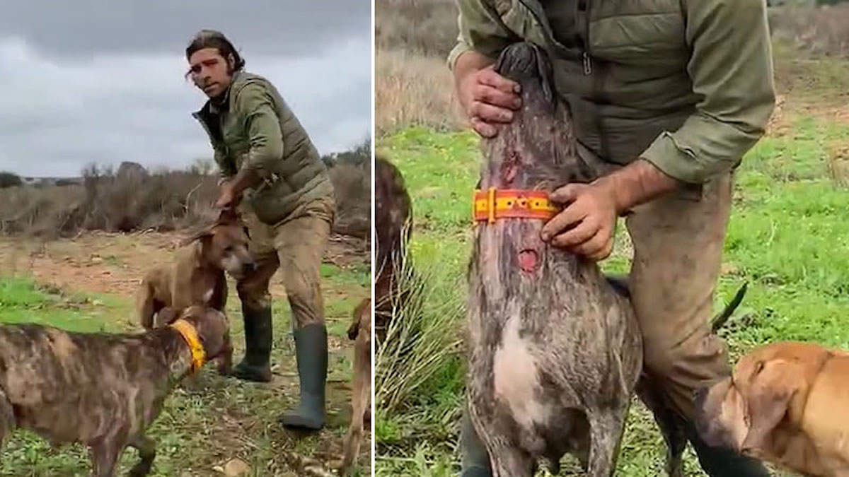 Vidéo: Un chasseur crée la polémique en montrant fièrement les blessures de son chien