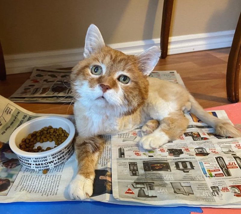 chat