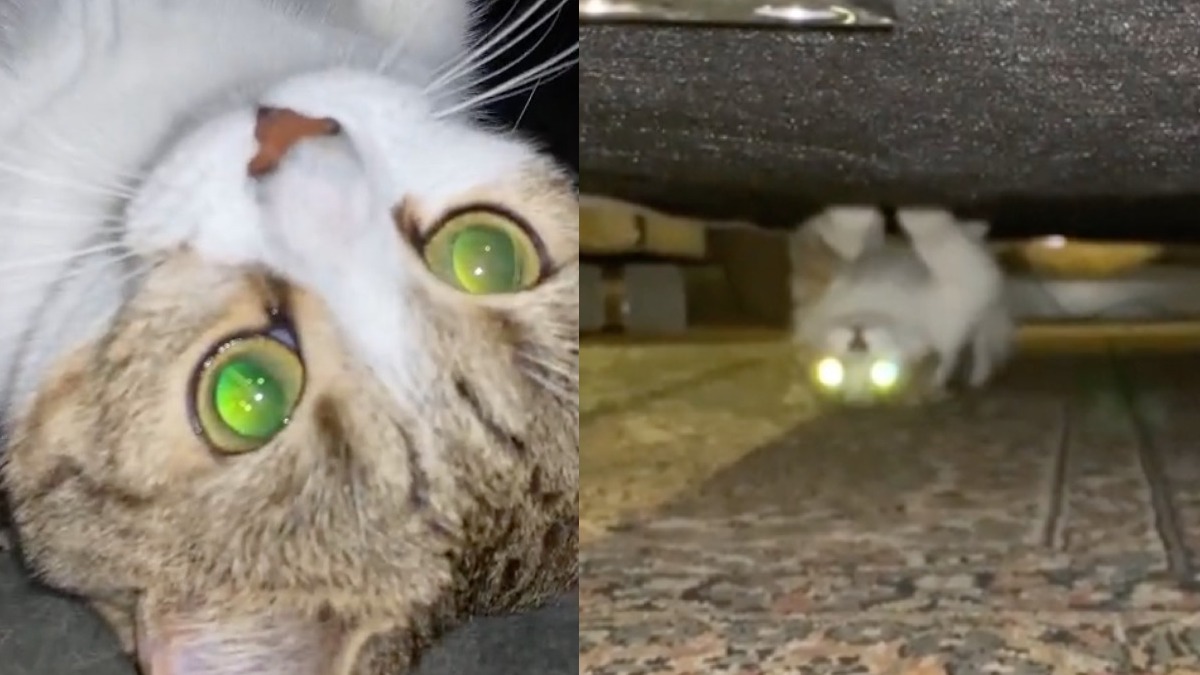 Vidéo: Un chat prétendument "possédé" devient célèbre pour sa façon de marcher sur le dos sous un canapé
