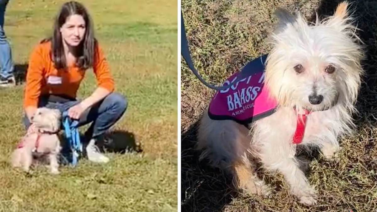 Vidéo: Un chien à la recherche d'un foyer a été ignoré lors d'un événement d'adoption : "Il est le plus gentil"