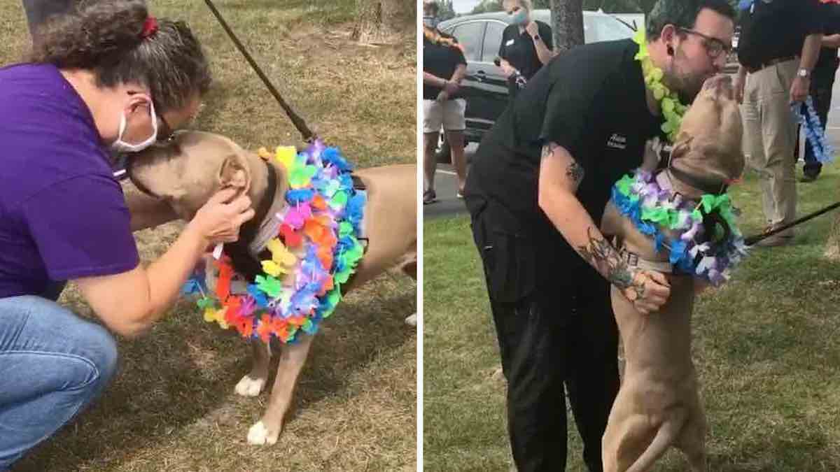 Vidéo: Un chien qui a passé 500 jours dans le refuge a été adopté, la fête est très émouvante