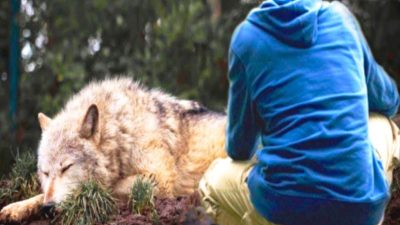 Vidéo : un homme sauve un loup piégé, et 4 ans plus tard, l'impensable se produit