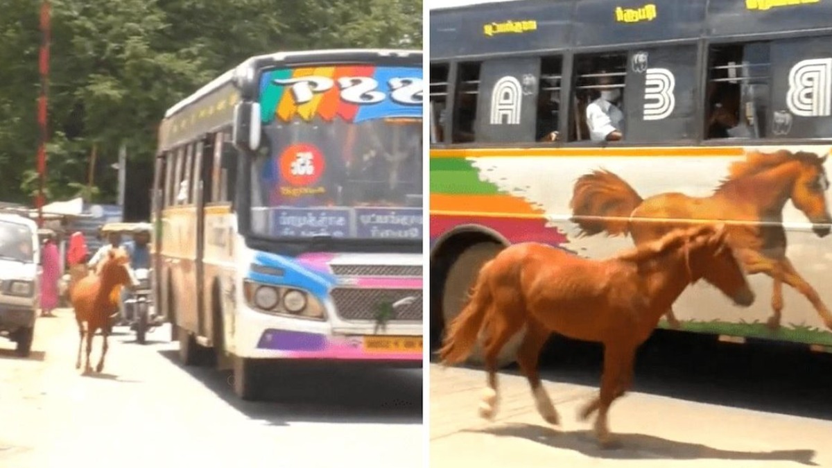 Vidéo: Un petit poulain perdu confond l'image d'un bus et lui court après en pensant que c'est sa mère