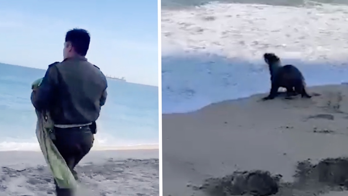 Vidéo: Un policier félicité pour avoir pris le temps d'aider un bébé lion de mer piégé