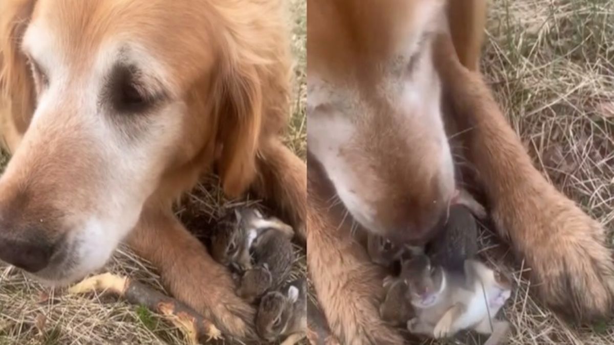 Vidéo : une femme pense que son chien a attrapé des oiseaux, puis regarde entre ses pattes