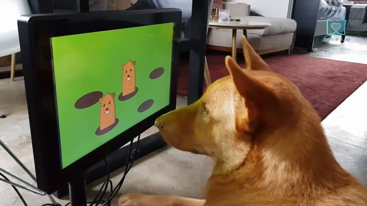 Vidéo: Une société crée des jeux vidéo pour les chiens, mais tout le monde ne pourra pas y jouer
