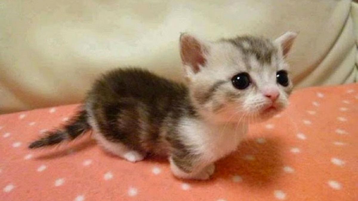 Vidéo : Voici les plus petits chats du monde, Le chat Munchkin