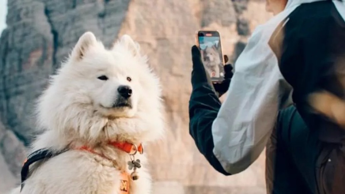 Vidéo: Voici Ouka, le chien qui fait du parapente et qui voyage dans le monde entier