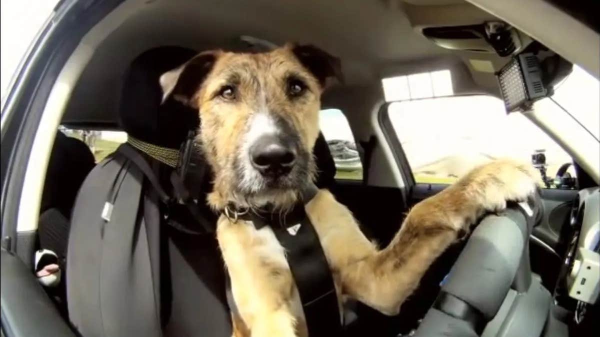 Vidéo) Voici Porter, le premier chien à conduire une voiture