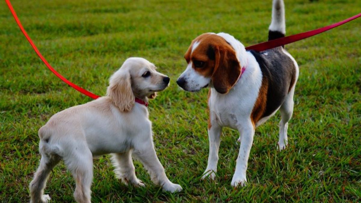 Voici 7 conseils pour courir avec votre chien sans aucun problème