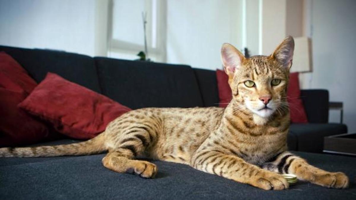 Voici Ashera, la race de chats qui vaut plus cher qu'une voiture