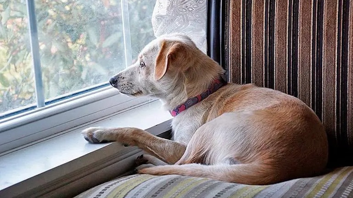 C’est ce que ressent votre chien lorsque vous le laissez seul à la maison