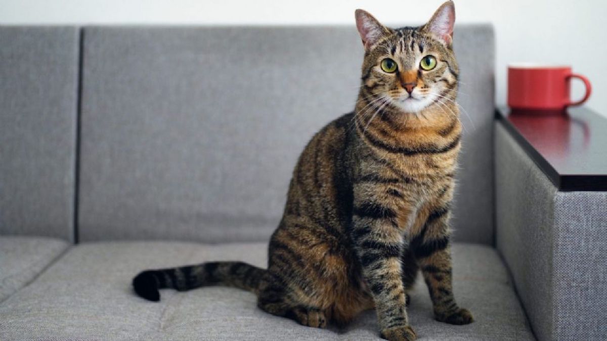 Voici ce qu'il faut faire si votre chat ne veut pas manger