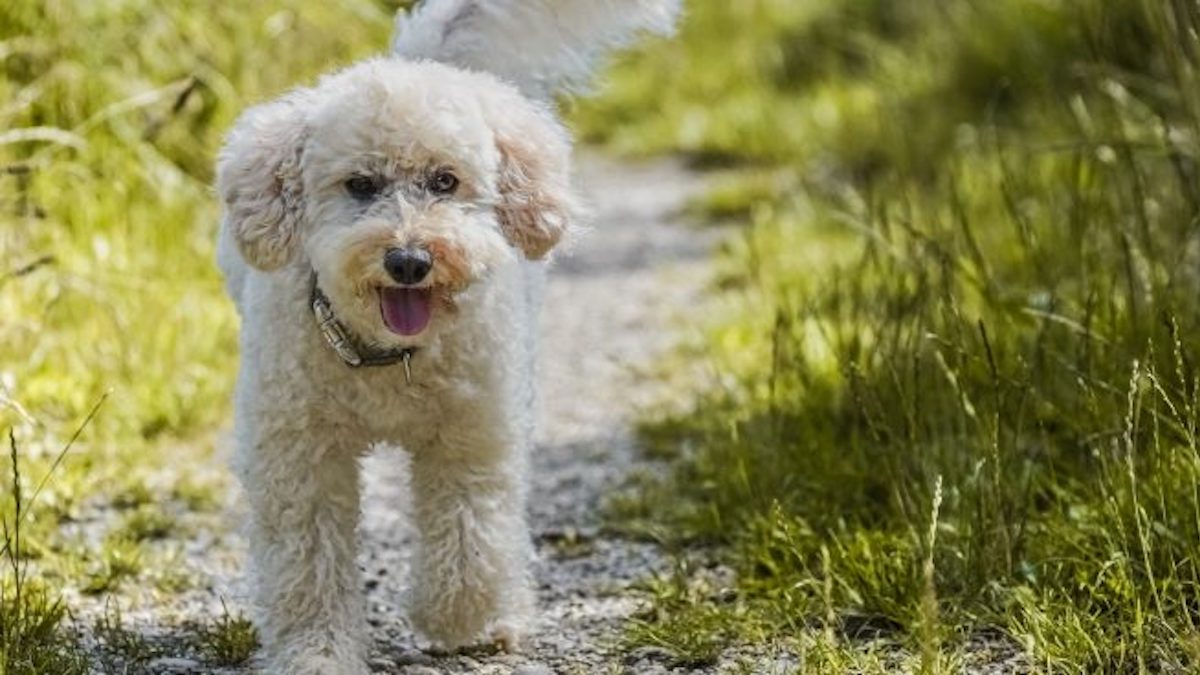 Voici les 4 races de chiens qui ont le moins de problèmes de santé