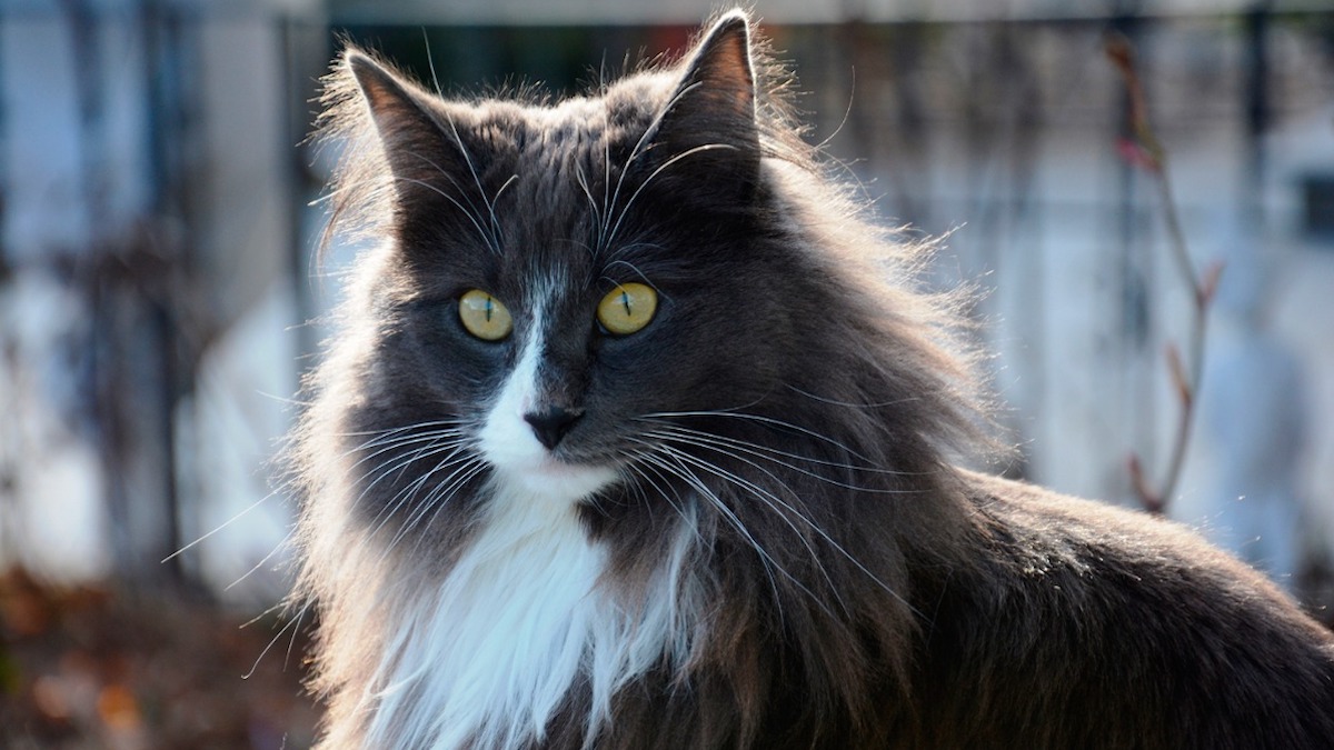 Découvrez les 5 plus anciennes races de chats au monde