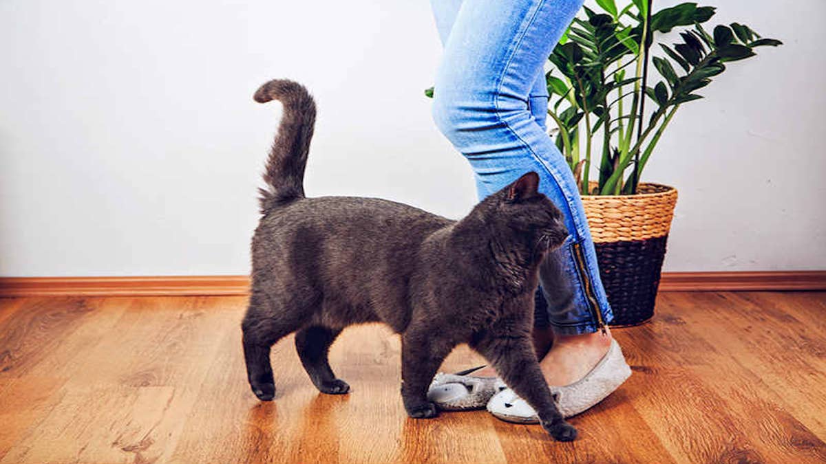 Voici les 6 raisons pour lesquelles votre chat vous suit partout où vous allez