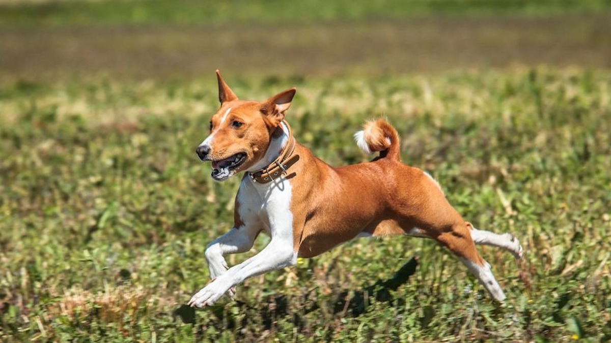 Voici les 7 plus anciennes races de chiens au monde