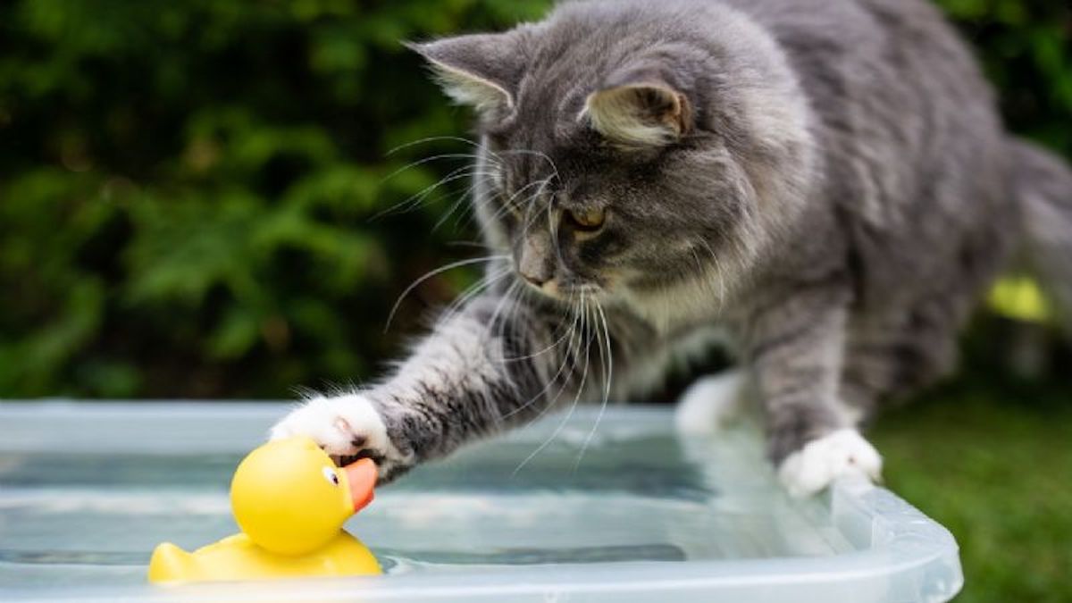 Voici les raisons pour lesquelles certains chats ne supportent pas l'eau