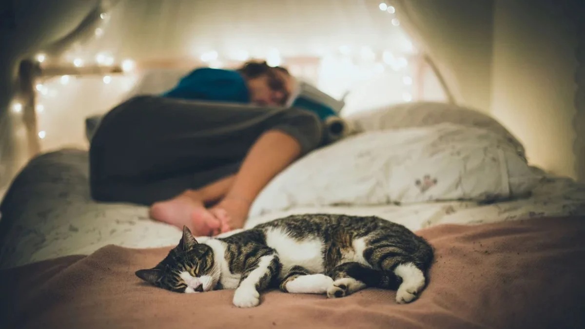 Voici tout ce que vous devez savoir lorsque vous dormez avec votre chat
