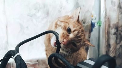 Votre chat ou votre chien mâche-t-il les câbles de votre ordinateur ? Voici comment l'éviter