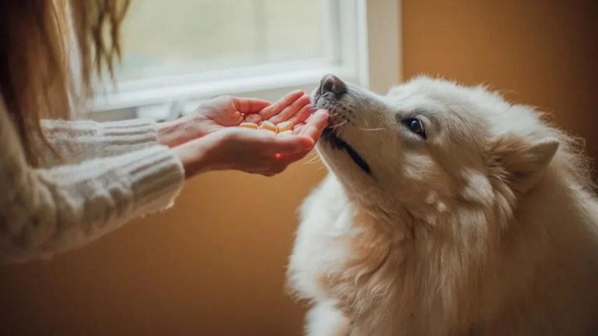 Votre chien sait si vous êtes stressé et le montre de cette façon