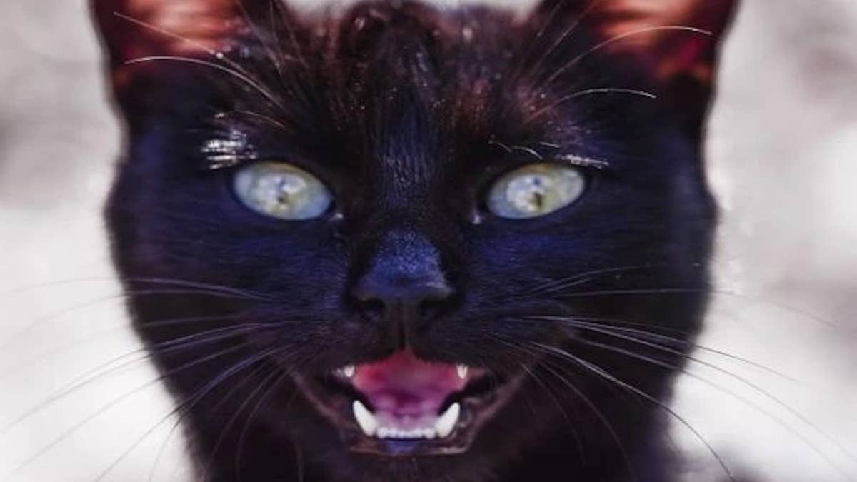 Existe-t-il une race de chats plus agressive que les autres ? Voici ce que dit la science