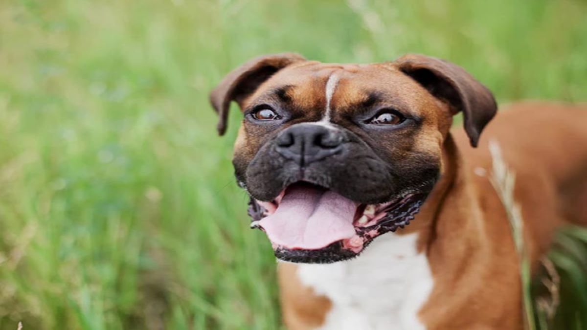 Découvrez les 10 choses que les chiens adorent faire le plus