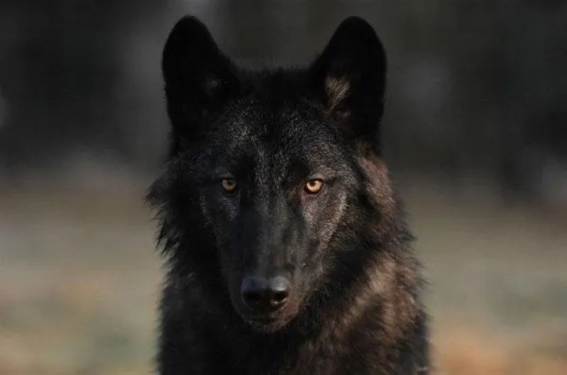 5 races de chiens qui ressemblent énormément aux loups